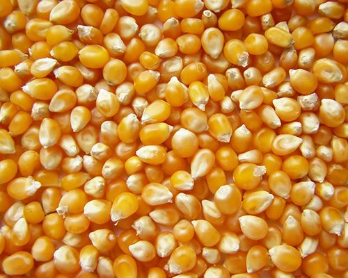 yellow-maize